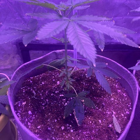 Ice Cream Cake feminised  growlog timeline photo