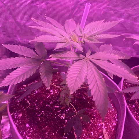 Ice Cream Cake feminised  growlog timeline photo