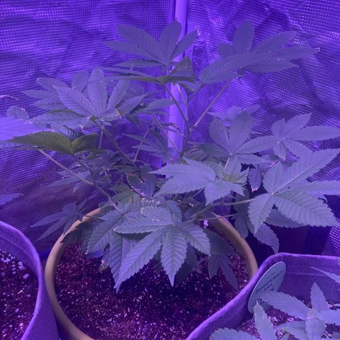 Tortoni growlog photo: Looking good however I did not snipp them but the making there own extra lollipops and. Not just one I did not prune them
