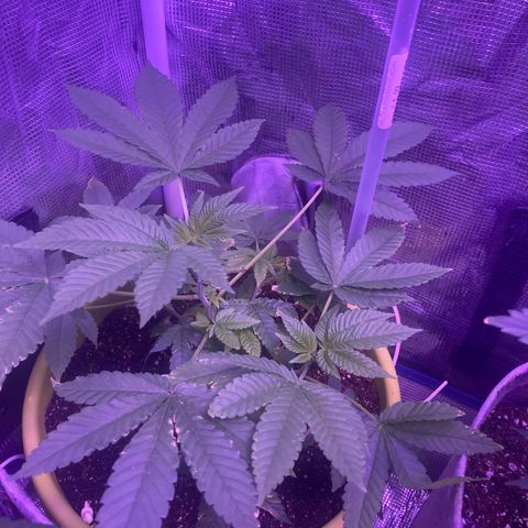 Tortoni growlog photo: Looking good however I did not snipp them but the making there own extra lollipops and. Not just one I did not prune them