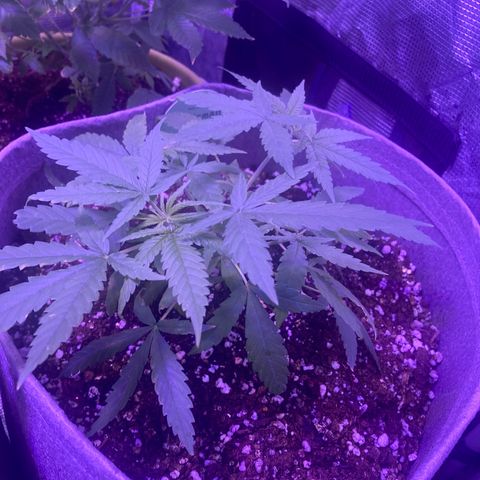 Critical feminised  growlog photo: I sniped him and some ice cream cake aswell