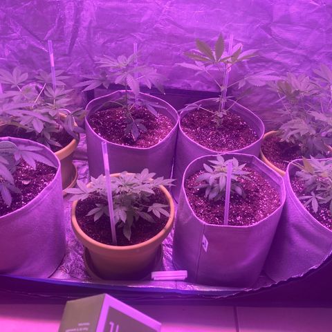 Critical feminised  growlog timeline photo