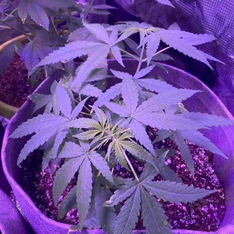 Critical feminised  growlog photo: 52 days 