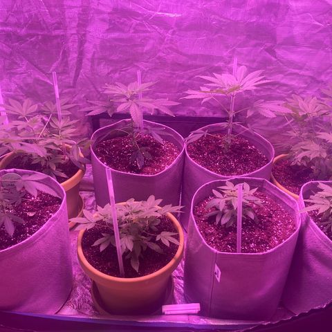 Critical feminised  growlog timeline photo