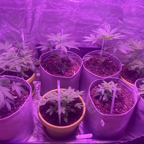 Ice Cream Cake feminised  growlog timeline photo
