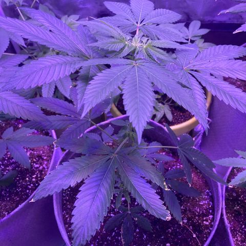Ice Cream Cake feminised  growlog photo: One month left before flower 