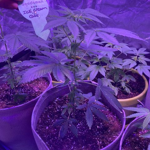 Ice Cream Cake feminised  growlog photo: One month left before flower 