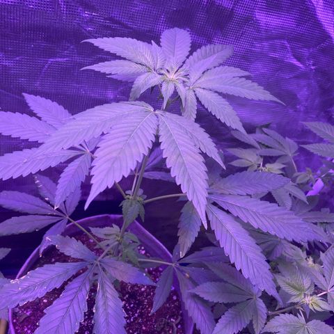 Ice Cream Cake feminised  growlog photo: One month left before flower 