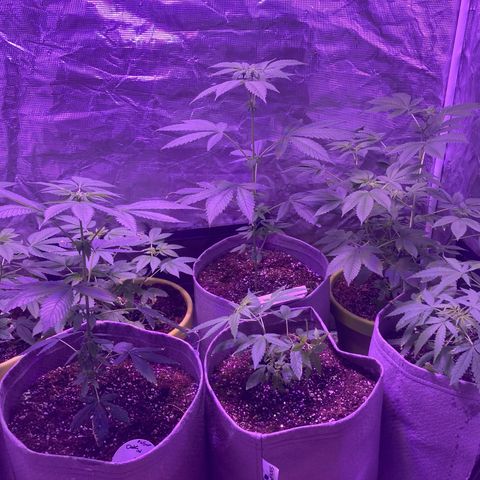 Ice Cream Cake feminised  growlog photo: One month left before flower 