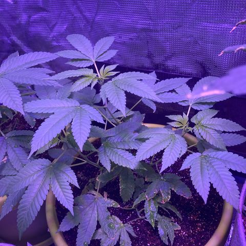 Tortoni growlog photo: One month left then flower stage
