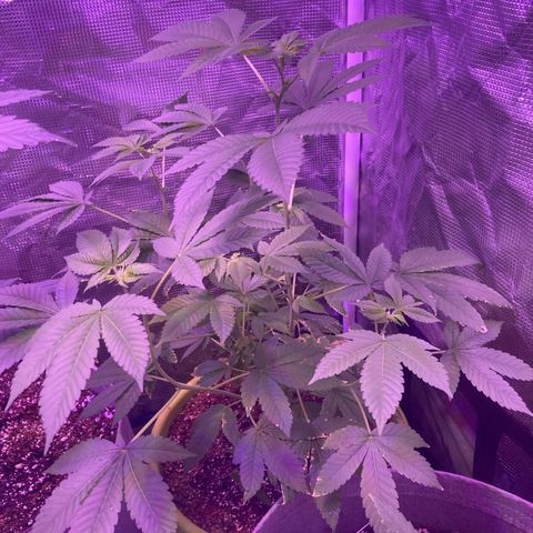 Tortoni growlog photo: One month left then flower stage