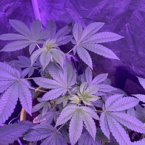 Tortoni growlog photo: One month left then flower stage