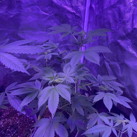 Tortoni growlog photo: One month left then flower stage