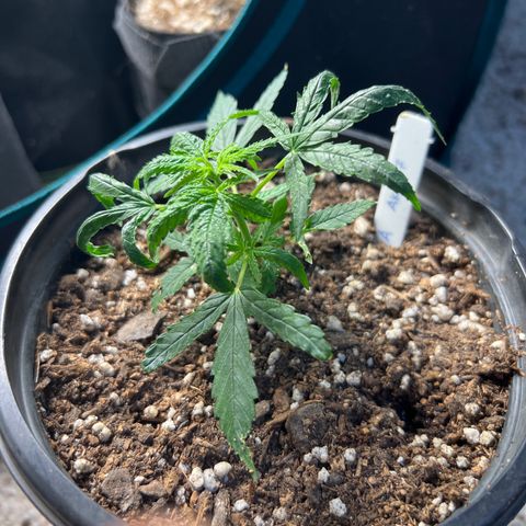 Alice: AK-47 Auto growlog photo: Before moving tent