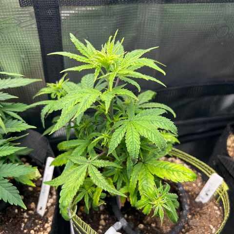 Alice: AK-47 Auto growlog timeline photo