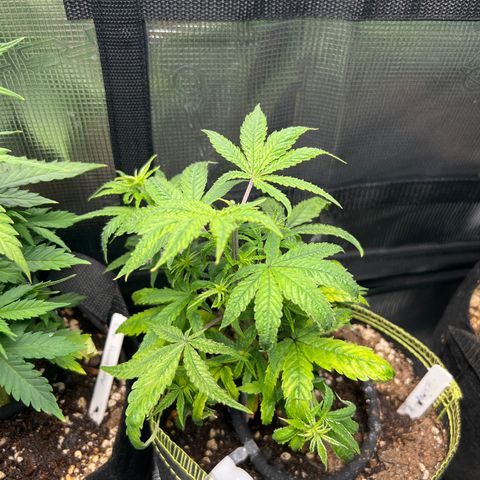 Alice: AK-47 Auto growlog photo: Topped 