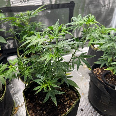 Alice: AK-47 Auto growlog timeline photo