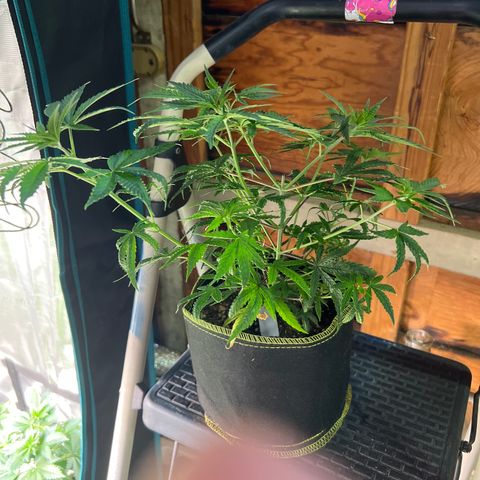 Alice: AK-47 Auto growlog timeline photo