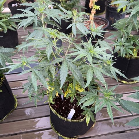 Alice: AK-47 Auto growlog timeline photo