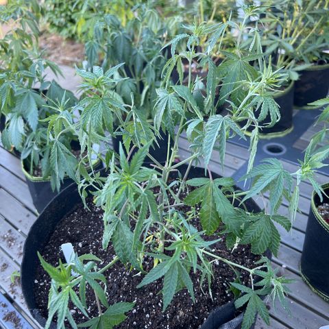 Alice: AK-47 Auto growlog timeline photo
