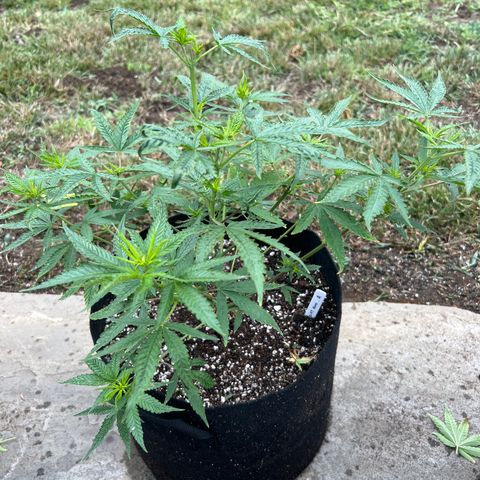 Alice: AK-47 Auto growlog timeline photo