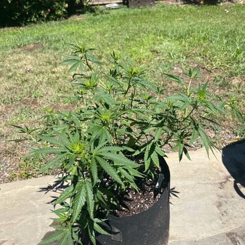 Alice: AK-47 Auto growlog timeline photo