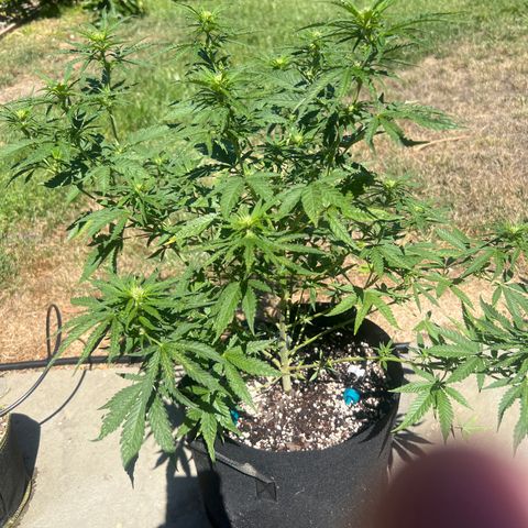 Alice: AK-47 Auto growlog timeline photo