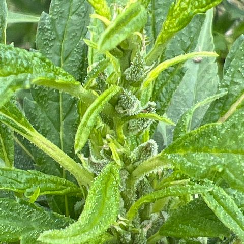 Alice: AK-47 Auto growlog timeline photo
