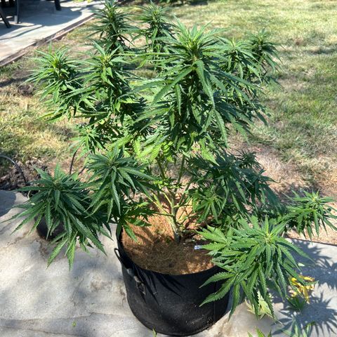 Alice: AK-47 Auto growlog timeline photo