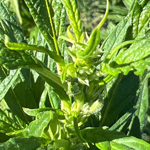 Alice: AK-47 Auto growlog timeline photo