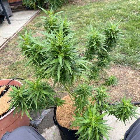 Alice: AK-47 Auto growlog timeline photo