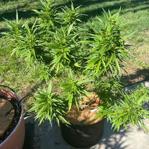 Alice: AK-47 Auto growlog timeline photo