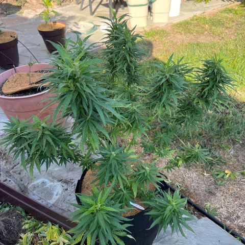 Alice: AK-47 Auto growlog timeline photo