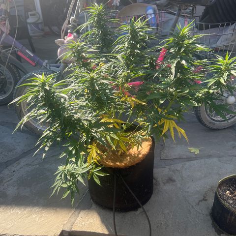 Alice: AK-47 Auto growlog timeline photo