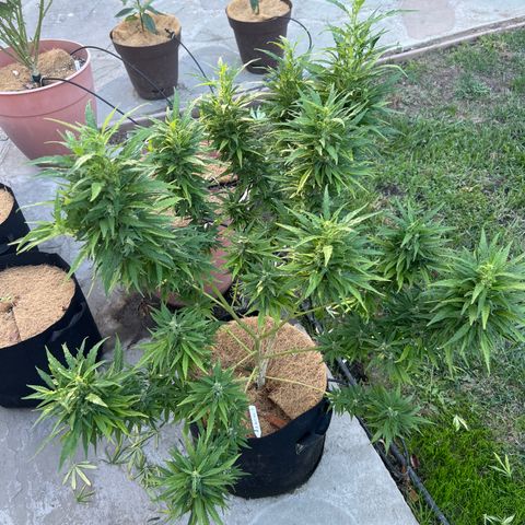 Alice: AK-47 Auto growlog timeline photo