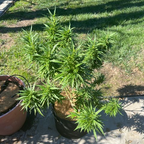 Alice: AK-47 Auto growlog timeline photo