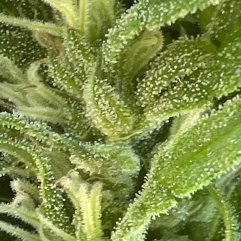 Alice: AK-47 Auto growlog timeline photo