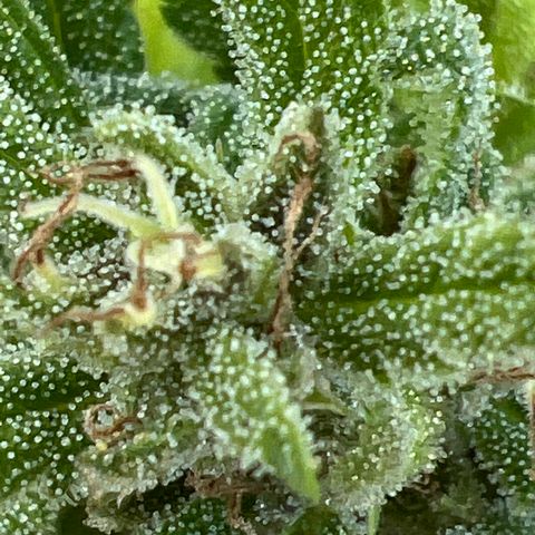 Alice: AK-47 Auto growlog timeline photo