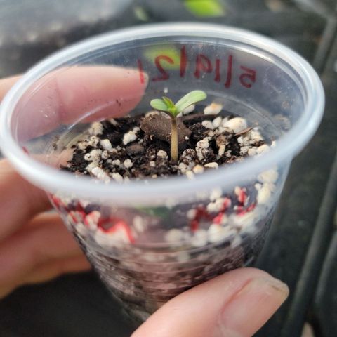 Santa growlog photo: First to show leaves 