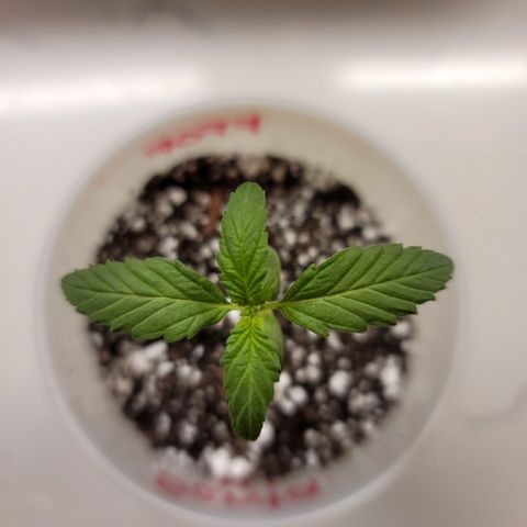 Santa growlog photo: Placed in bigger cup with FFOF & perlite (10:3)