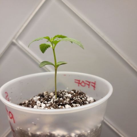 Santa growlog photo: Placed in bigger cup with FFOF & perlite (10:3)