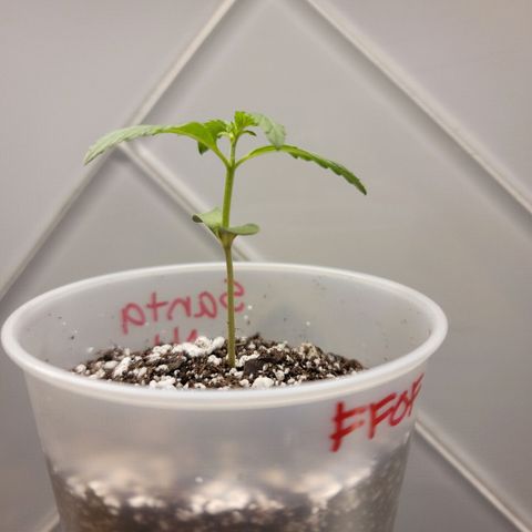 Santa growlog photo: Placed in bigger cup with FFOF & perlite (10:3)
