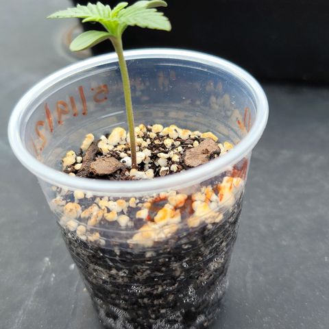 Santa growlog timeline photo