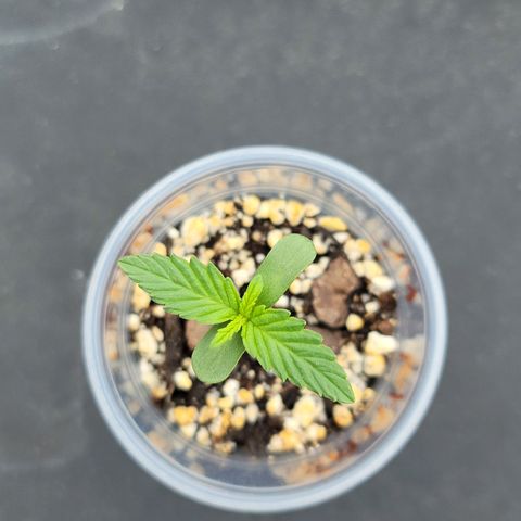 Santa growlog timeline photo