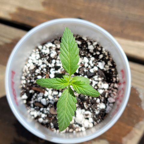 Santa growlog timeline photo