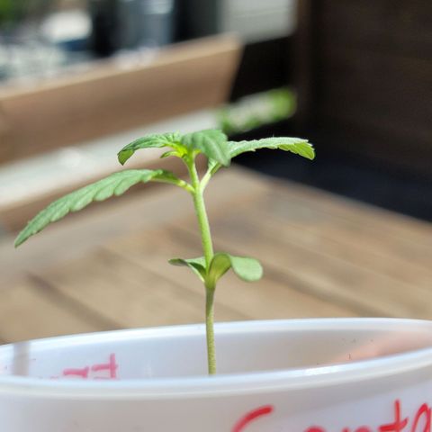 Santa growlog timeline photo