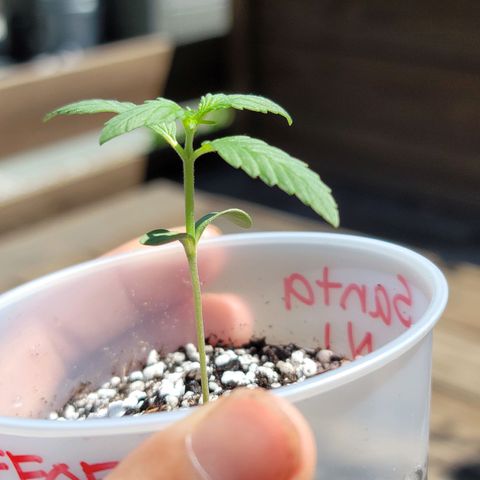 Santa growlog timeline photo