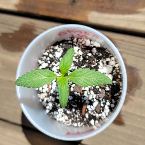 Santa growlog timeline photo