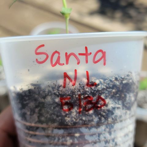 Santa growlog timeline photo