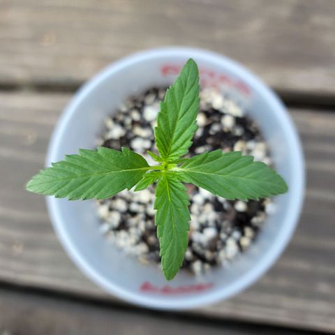 Santa growlog timeline photo